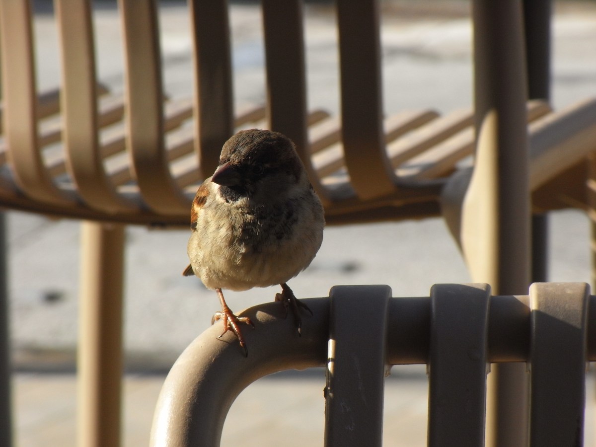 The Destination #5 – Dishevel&nbsp;Heavened